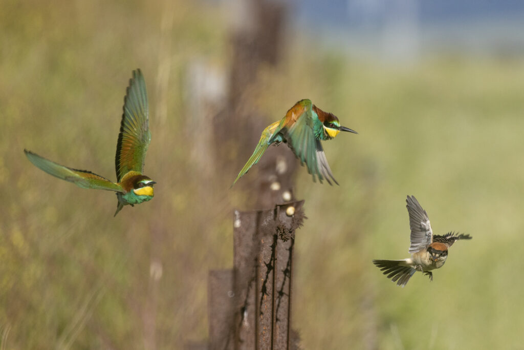 European bee-eaters confront Woodchat shrike.