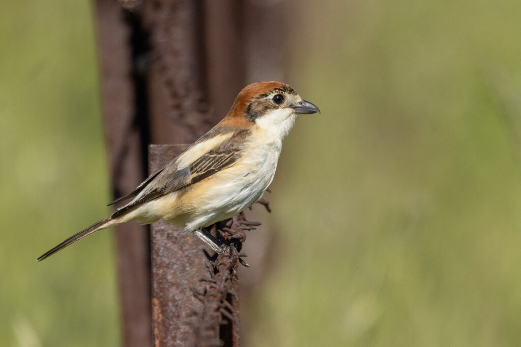 Woodchat shrike perched on a rusty fence.